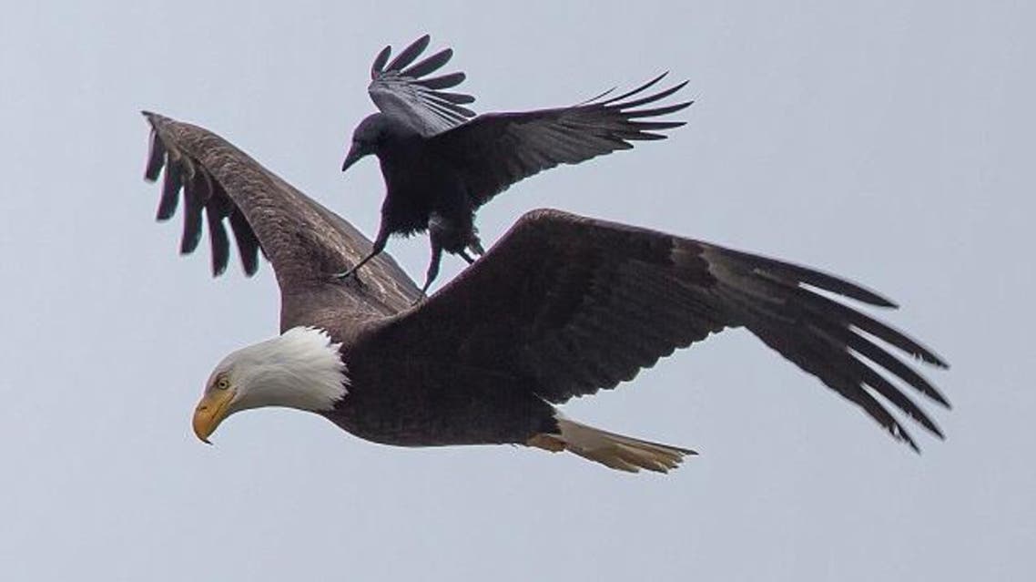 Eagle