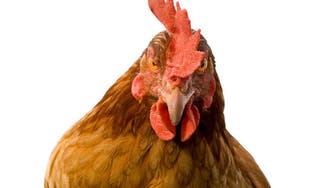 Pakistani teen arrested for sexually assaulting chicken