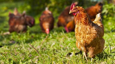 chicken shutterstock