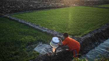 In this Thursday, May 14, 2015 photo, a young boy irrigates rice seedlings before they are transferred to a bigger farm, in a village in the Nile Delta town of Behira, 300 kilometers (186 miles) north of Cairo, Egypt. AP