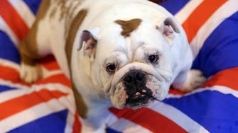 One in four dogs at top show Crufts found to be overweight 
