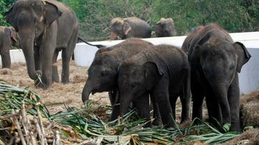  In this Monday, Oct. 31, 2011 file photo, elephants are fed with fresh sugarcanes at the elephant camp in Ayutthaya province, central Thailand. 