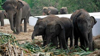 Thai man arrested for electrocuting three elephants
