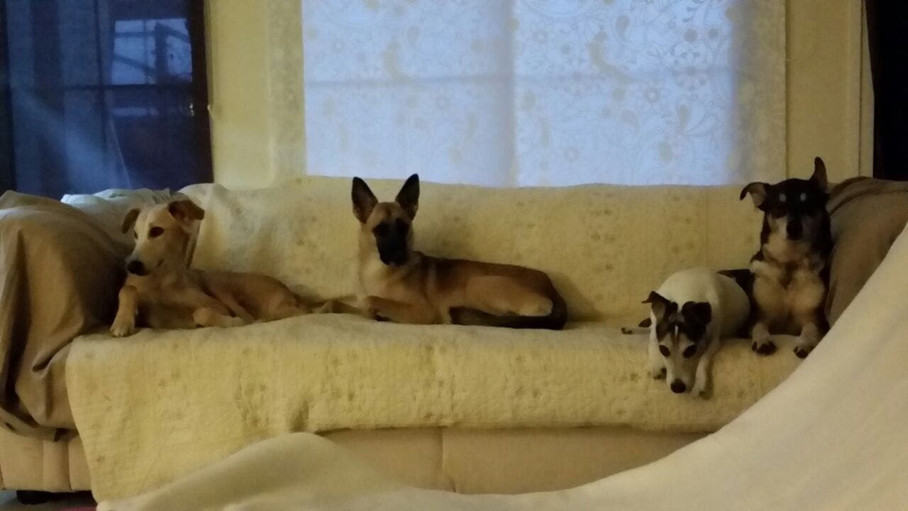 her dogs