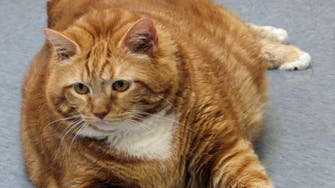 Fat cat gets fit! Former 41-pound feline in Texas slims down