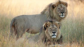 Despite rumors, Cecil the lion’s brother Jericho ‘is not dead’