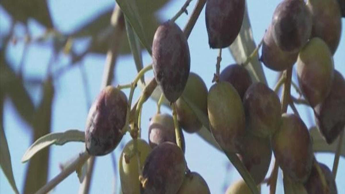 اليونان أشجار الزيتون تنتج أفخر أنواع الزيوت بالعالم