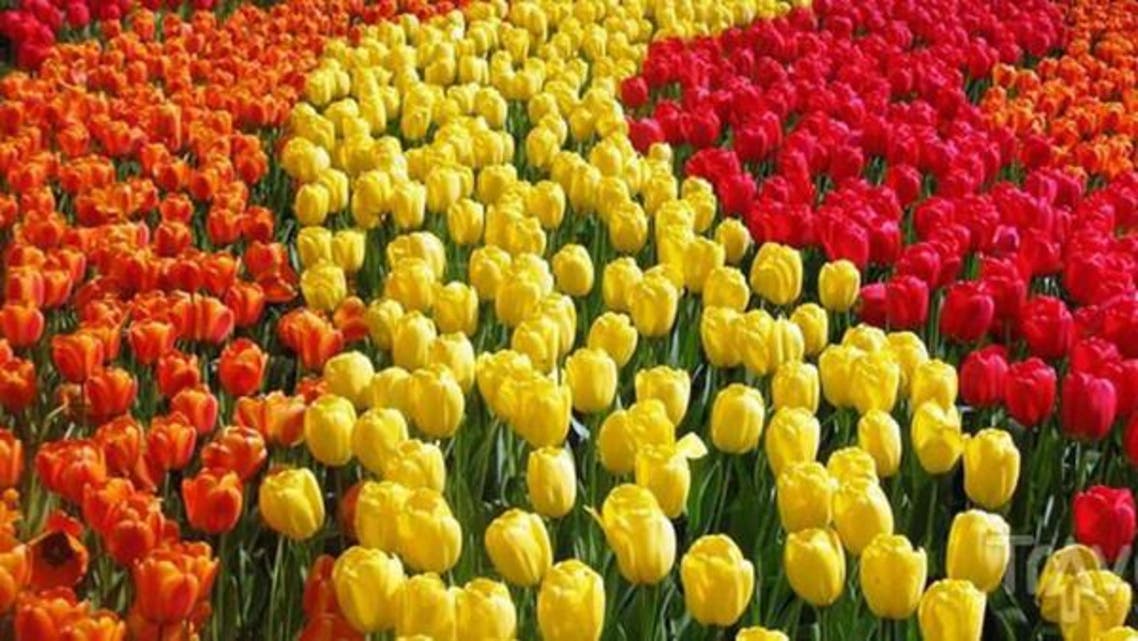 Tulip