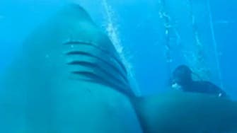 World’s ‘largest white shark’ caught on video