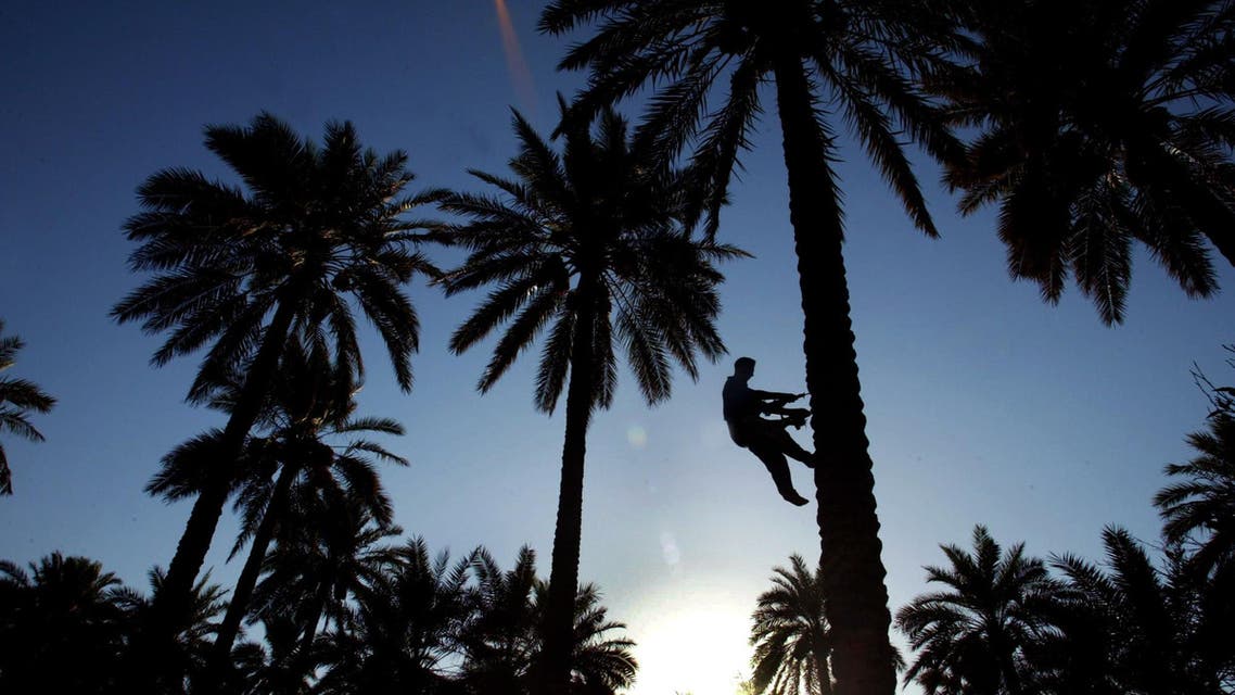 palm