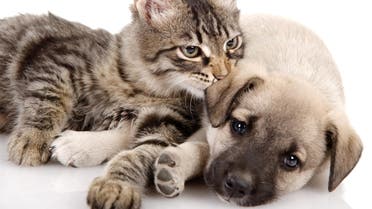 cats and dogs shutterstock