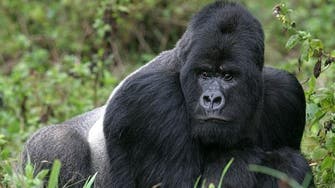 Gorillas may be ‘learning to talk,’ researchers claim