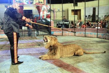 Mohamed Sayed Elhelwe feeding a lion. (Photo courtesy: Daily Mail)