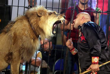 Mohamed Sayed Elhelwe feeding a lion. (Photo courtesy: Daily Mail)