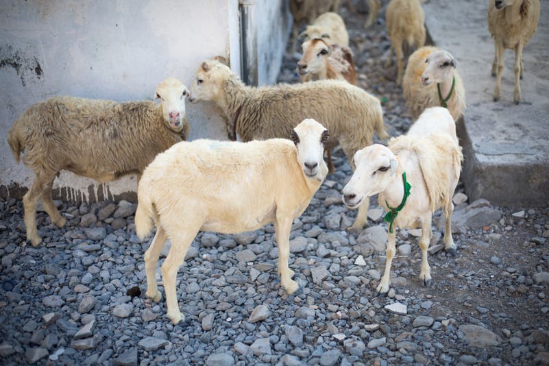 The flight of Oman’s Kumzaris in a land where time stands still