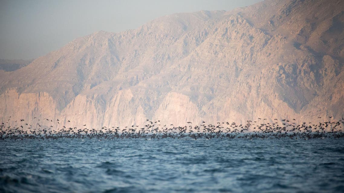 A flock of Socotra cormorants feeding near the Khasab shore. (Amanda Fisher/Al Arabiya News)
