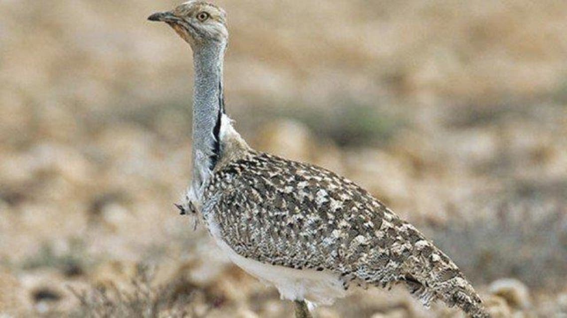 houbara bustard bird (AFP)
