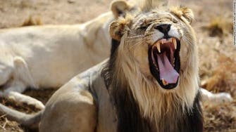 Watch: Kenyan wildlife rangers shoot dead stray lion
