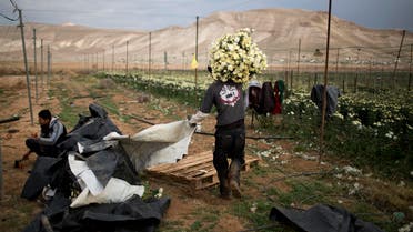  a Palestinian farmer carries a pile of flowers in the fields of west bank Jordan valley Jewish settlement of Petsael. (File: AP)