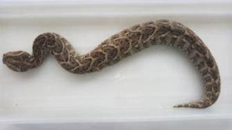 ‘Snakes on a plane’: deadly serpent found by Dubai airport staff 