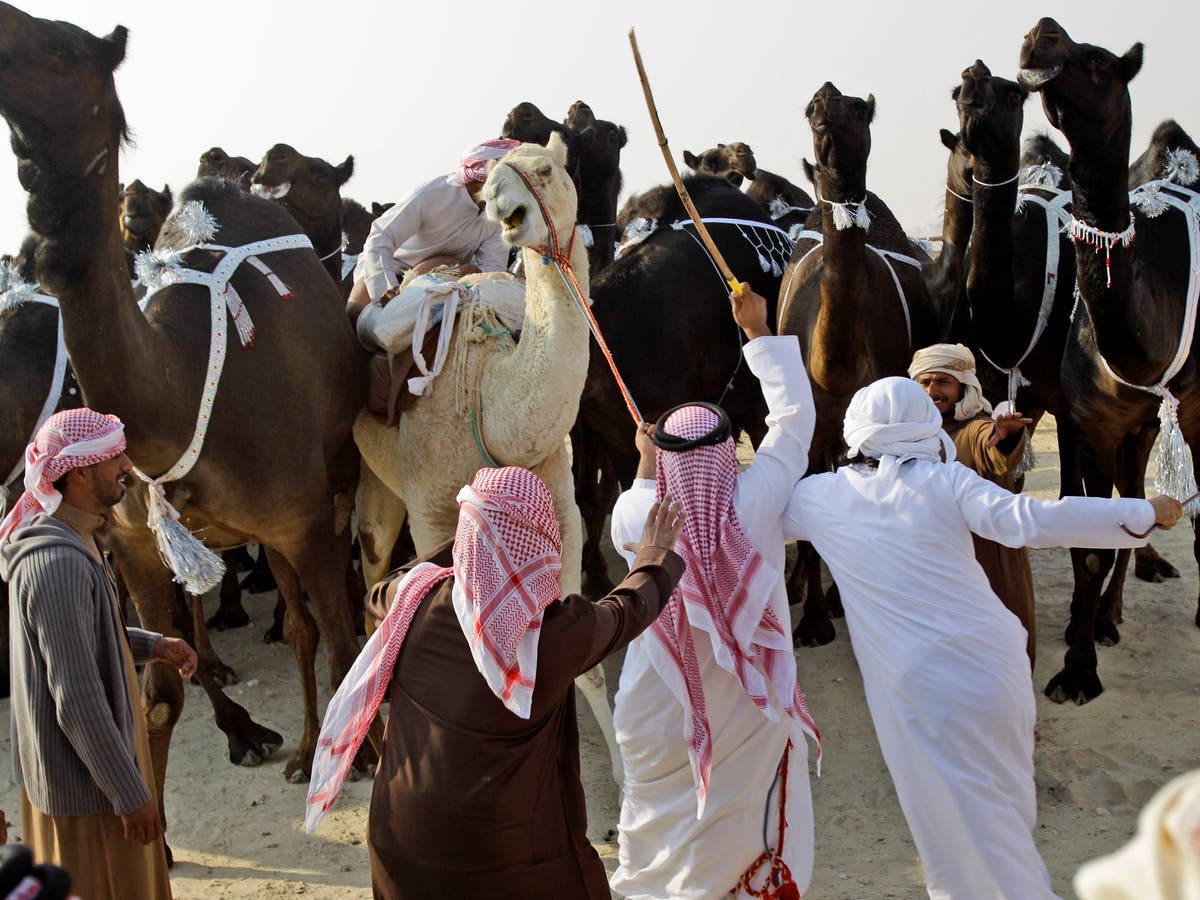 Saudi Arabia bans hajj camel slaughter | Al Arabiya English Saudi Arabia bans hajj camel slaughter | Al Arabiya English