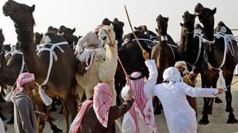 Saudi Arabia bans hajj camel slaughter