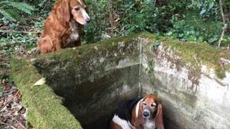 Dog’s best friend: canine consoles, seeks help for trapped U.S. hound