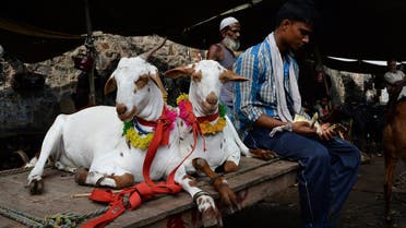    SH1186 - New Delhi, -, INDIA : An Indian livestock owner (R) sits next to decorated goats as he counts money at a market ahead of the upcoming Eid al-Adha festival in the old quarters of New Delhi on September 22, 2015. After decades of flocking to traditional livestock markets ahead of Eid, breeders in India are now heading online to haggle a good price for their prized animals. AFP PHOTO / SAJJAD HUSSAIN