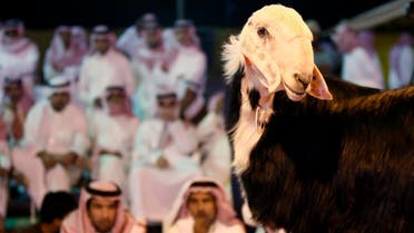 People look at a sheep during the sheep beauty pageant in Banban, north of the Saudi capital Riyadh, Saudi Arabia, on Oct. 30, 2008. (AP)