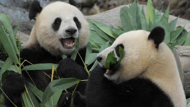 In this file picture taken on August 9, 2009, giant Pandas Le Le (L) and Ying Ying (R) chew on bamboo shoots on their joint fourth birthday at Ocean Park in Hong Kong.  (AFP) 