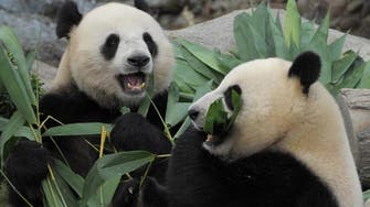 Hong Kong expecting first ever panda birth