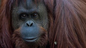 New home found for Sandra the orangutan  