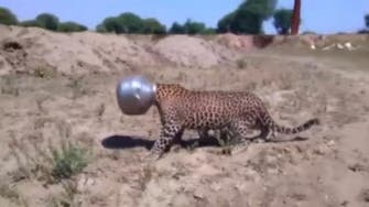 Ouch! Thirsty leopard gets head stuck in metal water pot