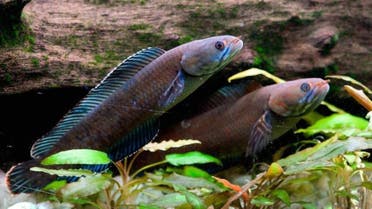 A blue snakehead fish is among a vast array of species found in the ecologically sensitive Himalayas between 2009 and 2014. (AFP)