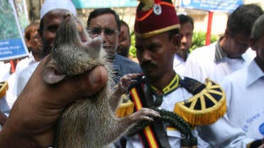  A farmer holds a rat he caught as others march the streets on the first day of a month long rat killing campaign in Dhaka, Bangladesh, Wednesday, Sept. 30, 2009. Bangladesh on Wednesday awarded a farmer who killed more than 83,000 rats and launched a month long campaign nationwide to kill millions more, to protect crops and reduce the need for food imports.(AP Photo/ Pavel Rahman)