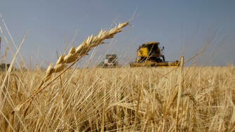 Saudi grains agency SAGO to take over barley imports from ministry