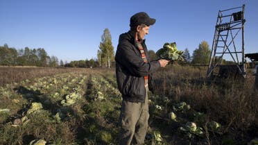 Belarussian farmer Uladzimir Zhabyonak looks at cabbage eaten by elks, at his farm "Siadziba Arataga" near the village of Apanasyonki, in a remote corner of Belarus, October 15, 2015. Zhabyonak grows vegetables and provides wildlife tours and tours of his farm for wildlife photographers and tourists. Picture taken October 15, 2015. REUTERS/Vasily Fedosenko