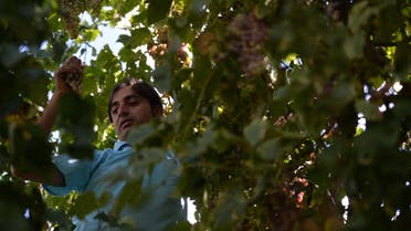 In this photograph taken on September 27, 2015, local resident Rehmat Ali picks grapes from a tree for brewing wine in his garden in the remote village of Sher Qilla in Punyal valley in northern Pakistan. (AFP)