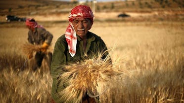 Jordanian farmers, Khalefa al-Abbadi, 69, foreground, and Falah al-Abbadi, 50, harvest wheat on the outskirts of Amman, Jordan, Saturday, June 16, 2012. (AP Photo/Mohammad Hannon)