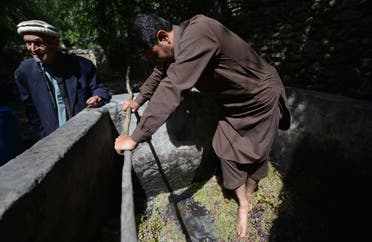 In this photograph taken on September 27, 2015, a local resident uses his feet to crush freshly picked grapes in a cement tank for brewing wine in a garden in the remote village of Sher Qilla in Punyal valley in northern Pakistan.