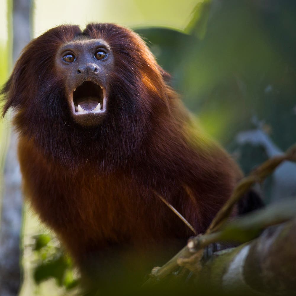 Deep-voiced monkeys may be 'all talk,' study finds | Al Arabiya English