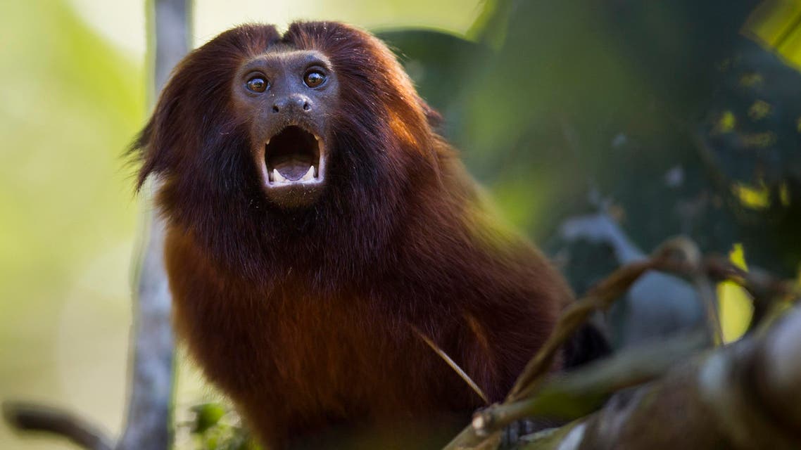In this Oct. 10, 2012 photo, a golden lion tamarin sits on a branch in the Atlantic Forest region of Silva Jardim, in Brazil's state of Rio de Janeiro. The charismatic little monkey is bouncing back from near extinction just in time to run for mascot of Rio's 2016 Olympics. The recovery effort that raised their population to 1,700 has become an international example of effective conservation, top experts say. (AP Photo/Felipe Dana)