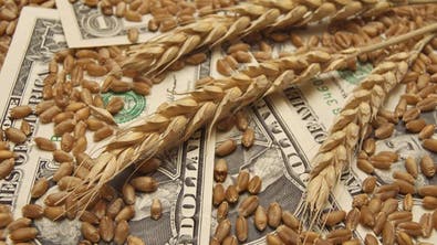 أسعار القمح عند أعلى مستوياتها في شهرين.. وقفزة مشروطة بـ50%!