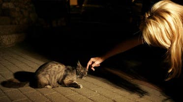 An Israeli woman pets a cat as volunteers, not seen, put water and food into small dishes for abandoned pets. (File: AP)