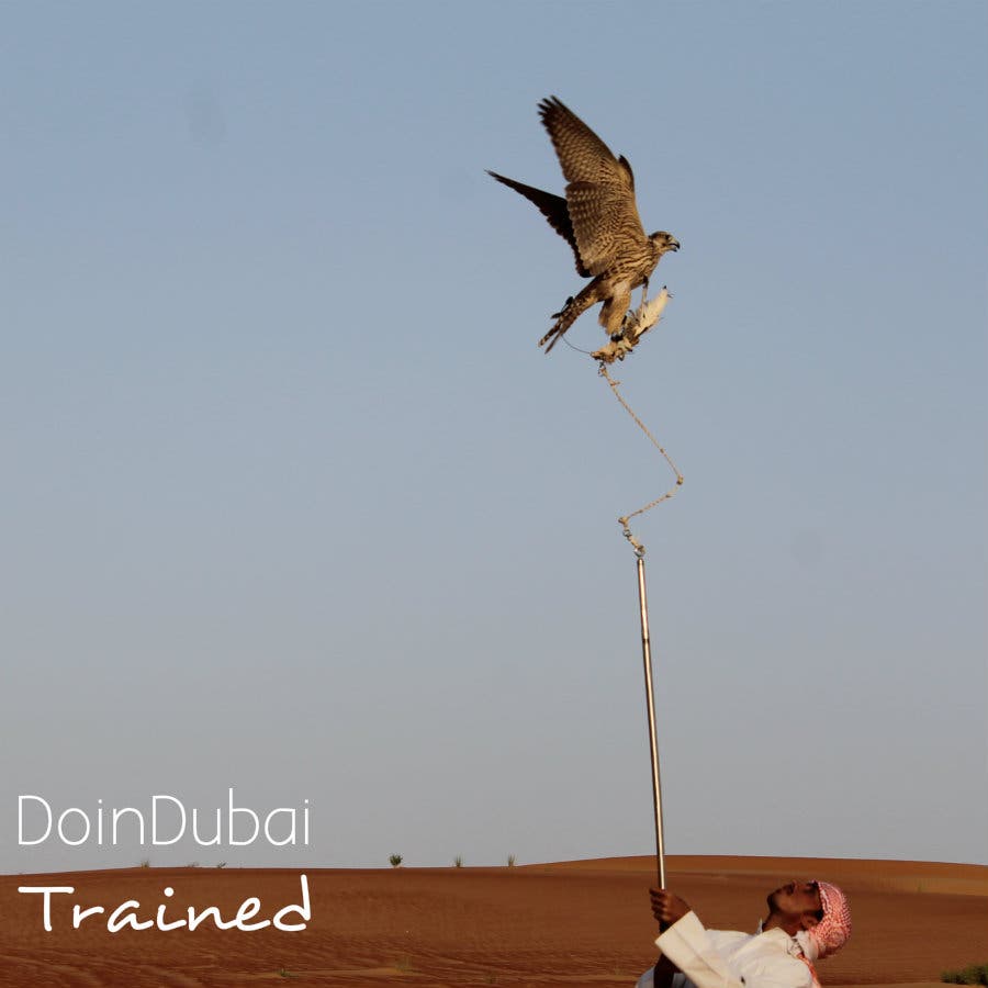 Qasr Al Sarab Falcon
