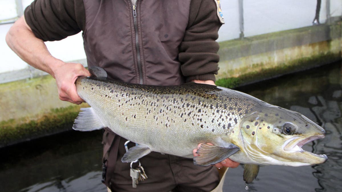 AquaBounty salmon: the first genetically engineered food animal for sale to  humans is a hit with eaters