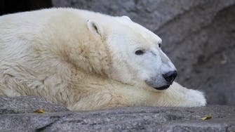 Polar bear numbers to fall as Arctic ice shrinks