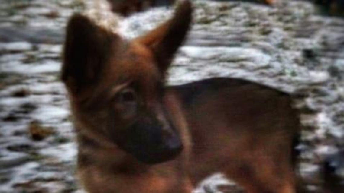 Russian police dog france paris attacks (Photo courtesy: Russian Ministry of Internal Affairs)