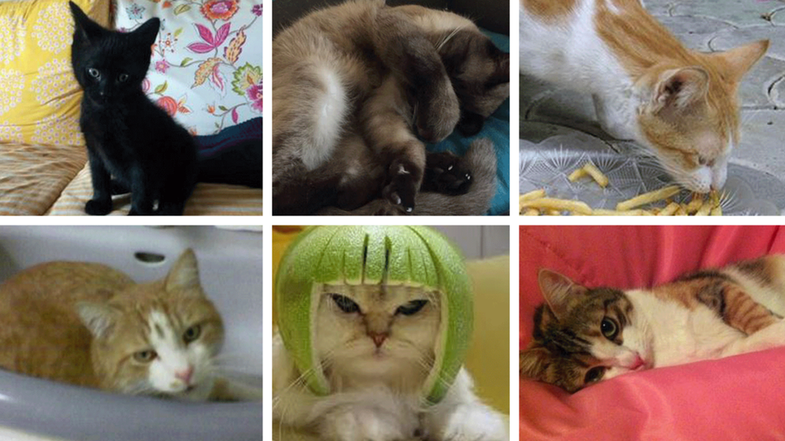 cats