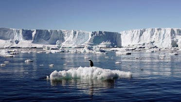 An Adelie penguin stands atop a block of melting ice near the French station at Dumont d’Urville in East Antarctica. (File photo: Reuters)